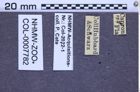 Etiketten zu Melanotus piceatus (NHMW-ZOO-COL-0007782)